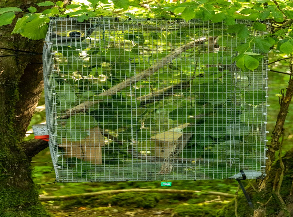 A cage the dormice are released into before being let into the wild (Peter Howarth/PTES/PA)