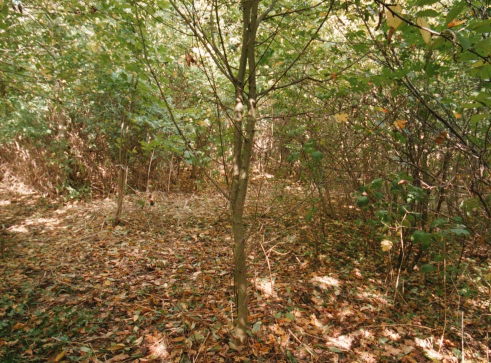 The copse in Peterborough, ケンブリッジシャー, where the body of six-year-old Rikki Neave was found in November 1994 (Alan Water/PA)