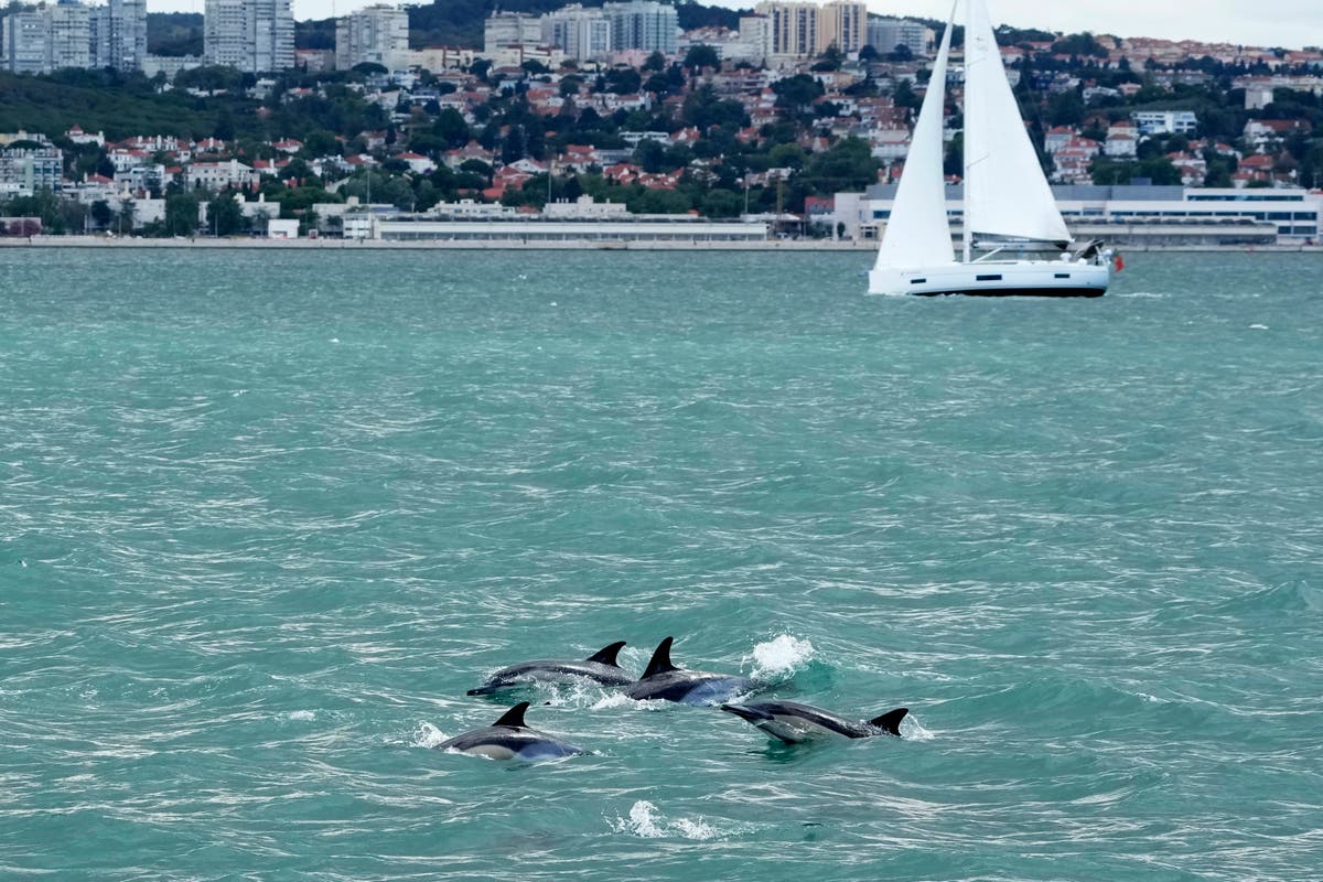 Dolphins in Lisbon river show benefits of protecting nature