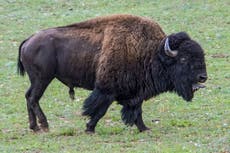 Man gored by bison in Yellowstone after saving child from animal’s path