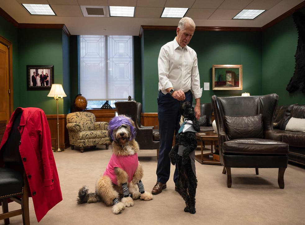 <p>US Senator Thom Tillis, R-NC, feeds his dog Mitch, dressed as US Senator Mitch McConnell, a treat as his other dog Theo sits in his costume as US Senator Kyrsten Sinema in his office prior to the annual Congressional Dog Costume Parade on Capitol Hill in Washington, DC, 10月に 27, 2021. (Photo by Jim WATSON / AFP) (Photo by JIM WATSON/AFP via Getty Images)</p&pt;
