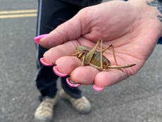 ‘Biblical’ swarms of giant Mormon crickets destroying crops in US West 