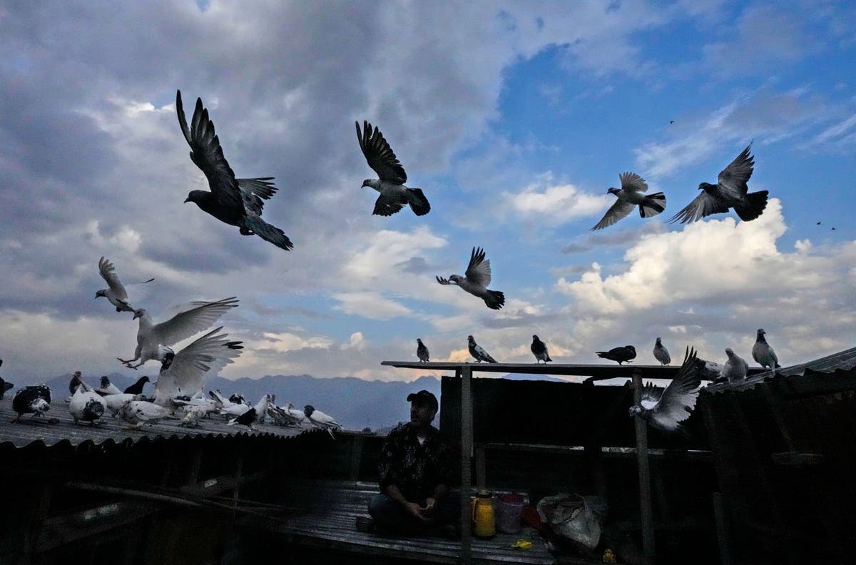 AP-foto's: Amid conflict, pigeon keeping thrives in Kashmir