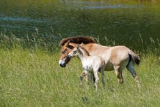 Rare Przewalski’s foal named Basil born at zoo