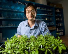 Scientists engineer heatwave-resistant plants to help them survive climate crisis