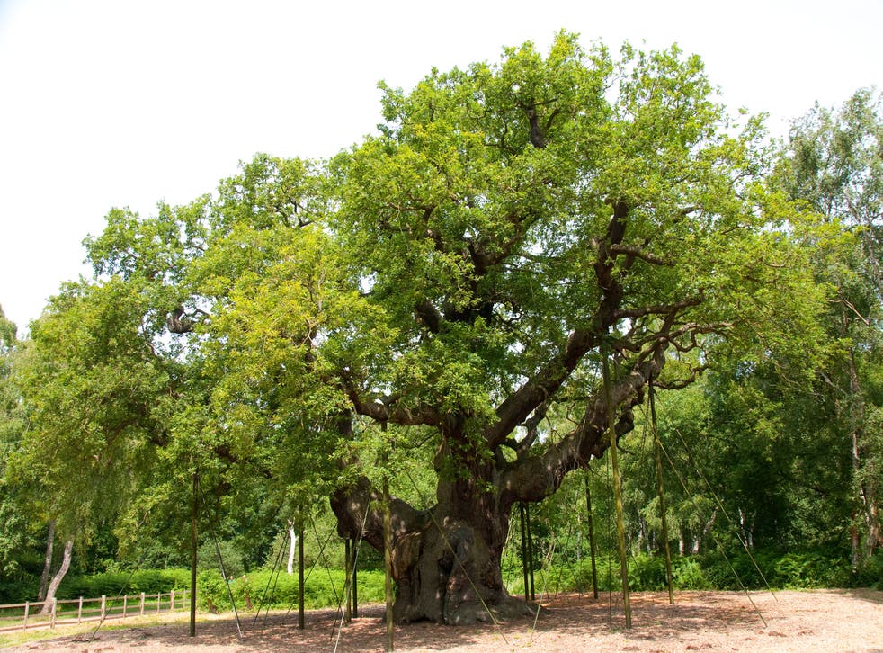 The Major Oak, in Sherwood Forest (阿拉米/PA)