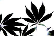 Adolescents more vulnerable to cannabis addiction than adults, 研究表明