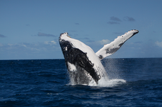 Humpback whales share whole new songs across populations ‘very easily’
