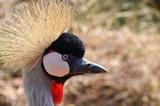 Endangered grey crowned cranes are losing more habitat