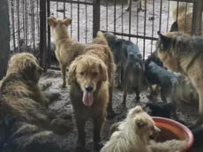 Crackdown on China’s dog meat trade saves 126 from slaughterhouse