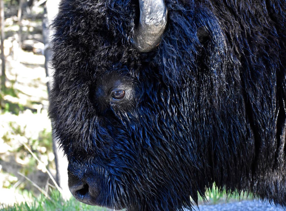 <p>A bison is seen walking along a road in Wyoming's Hayden Valley, on Wednesday, June 22, 2022, in Yellowstone National Park.</p>