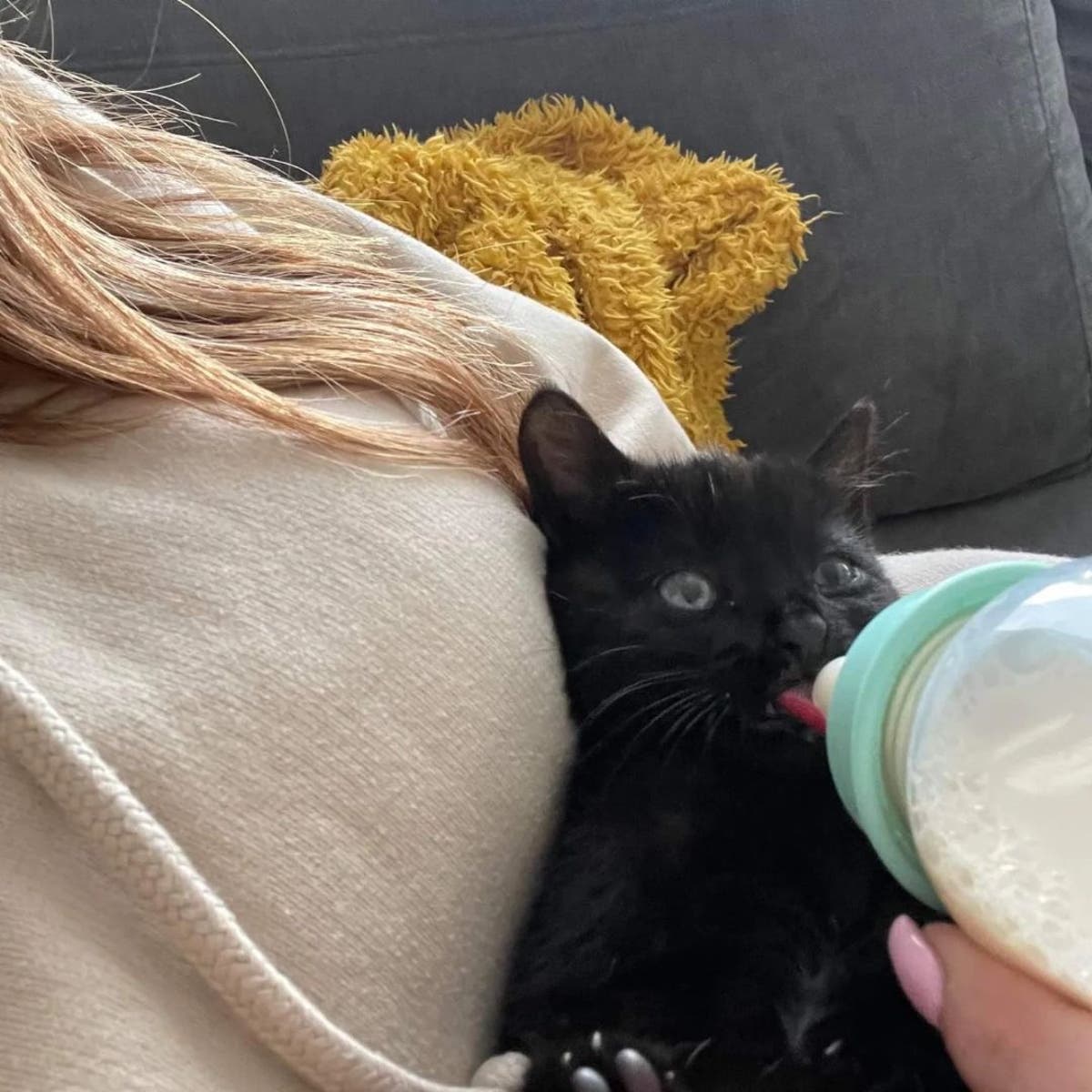 Kitten named Smudge ‘missing one of its nine lives’ following rescue from motorway