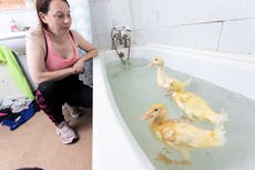 Mother stunned after three eggs she bought from Morrisons hatch into ducklings