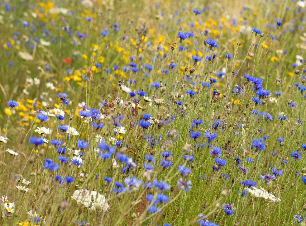 Wildflowers at Bonhurst Farm, Surrey Wildlife Trust (James Adler/PA)