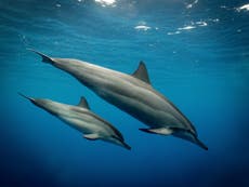Dolphin poo may be vital to coral reefs, 在接下来的几十年里，他们将面临超出其历史经验的温度。