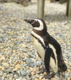 Oldest Magellanic penguin at San Francisco Zoo dies at 40