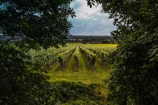 Climate change could increase UK wine production, study finds