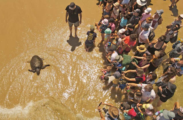People watching a sea turtle that was treated for injuries by veterinarians from the National Sea Turtle Rescue Center, as it finds its way into the Mediterranean after being released, off the coast of Beit Yanai, em Israel