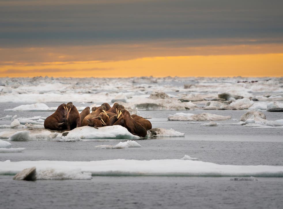 A herd of walruses on an ice floe, Svalbard, 挪威 (Richard Barrett / WWF-UK/PA)