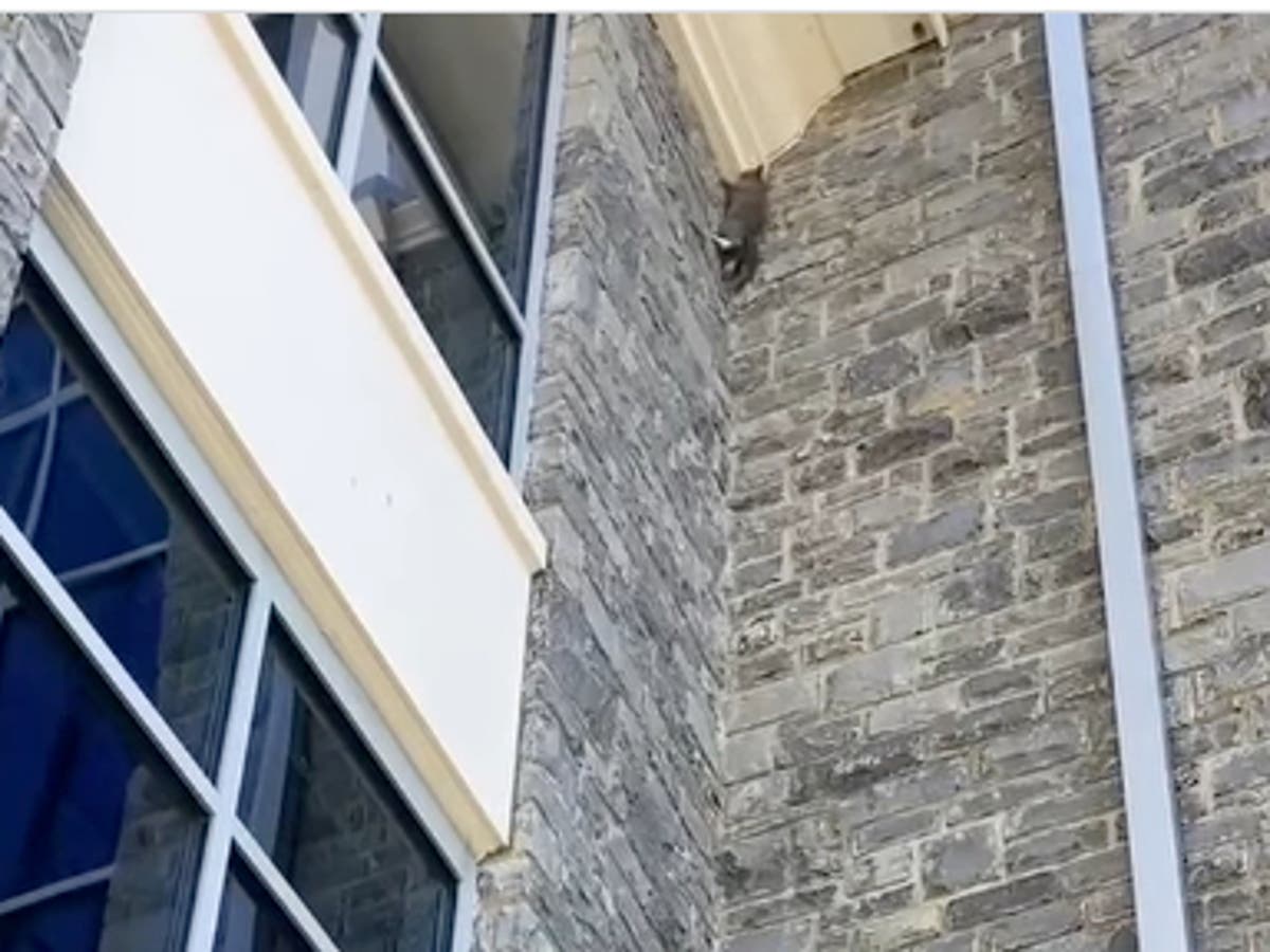 Rescuers catch a kitten as it falls from Virginia building