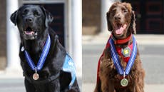 Five dogs honoured for years of service to British public