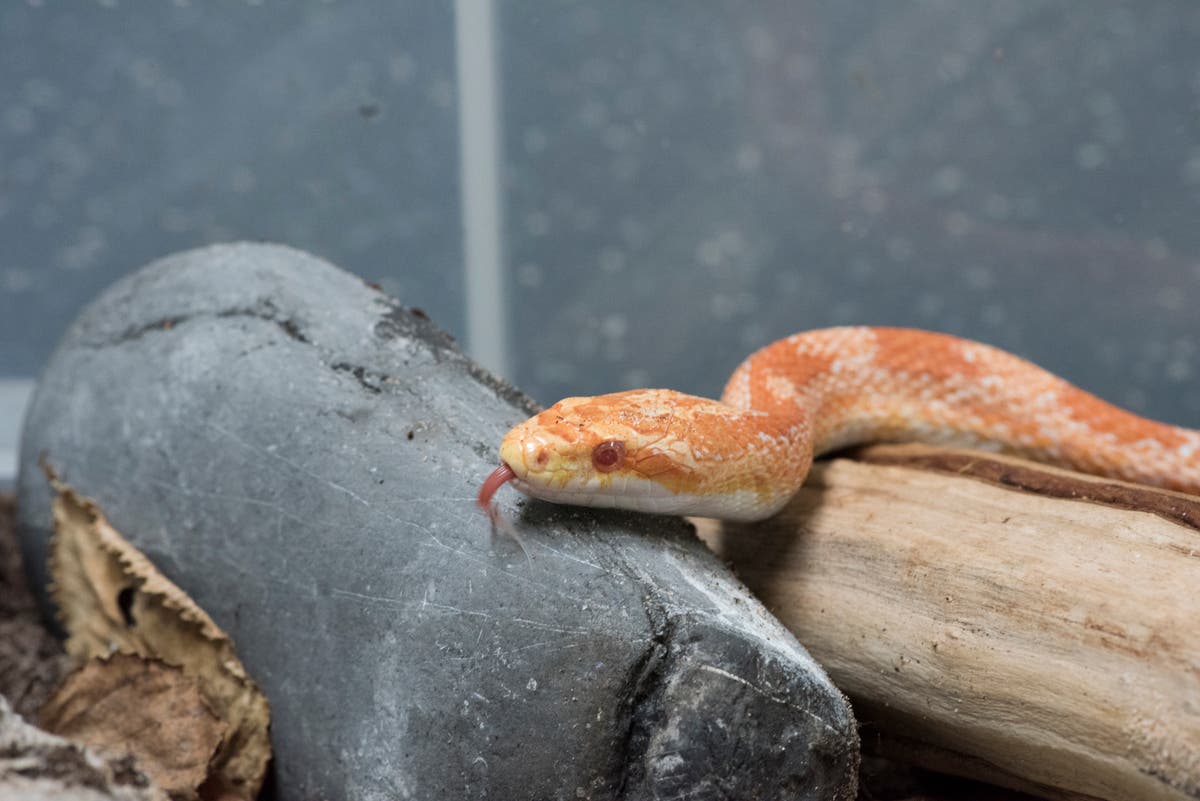 Snake owners advised to be ‘extra vigilant’ as heatwave triggers escape alert