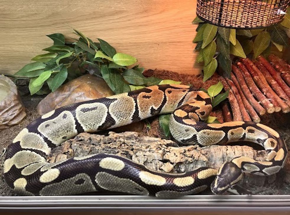 Snakes are excellent escape artists, says the RSPCA (RSPCA/ PA)