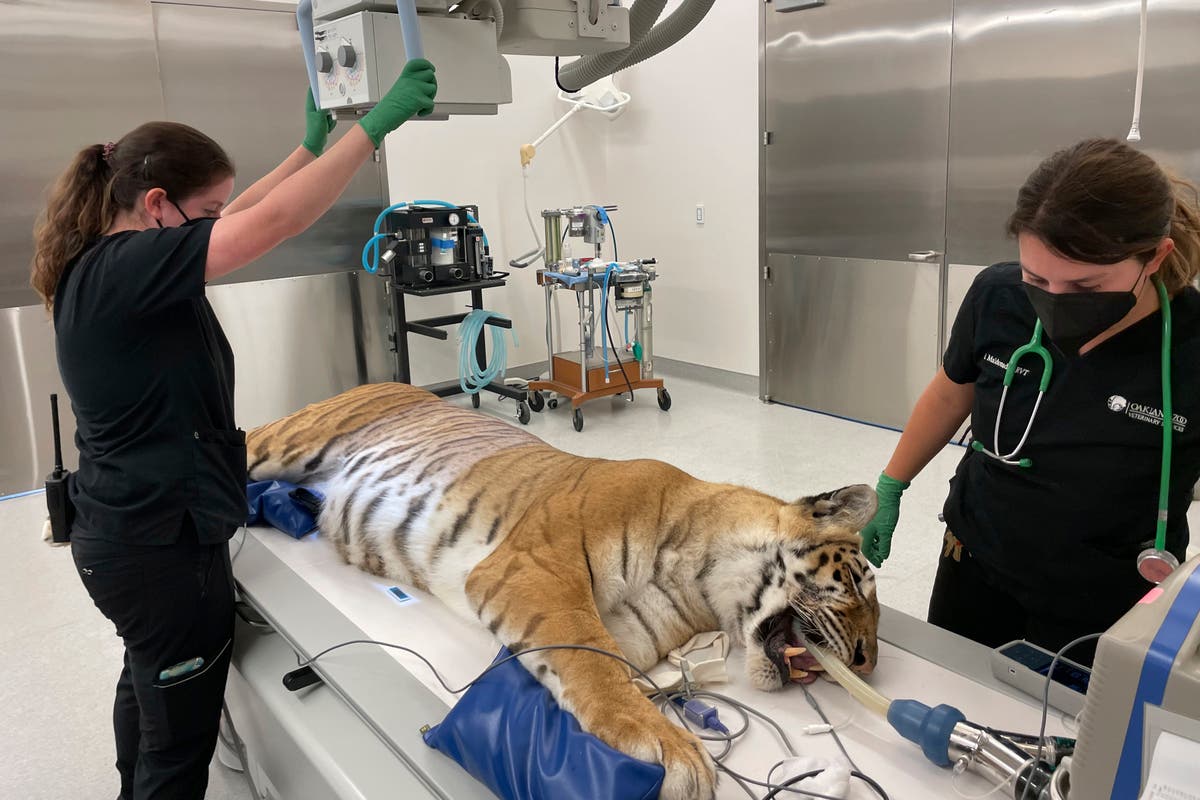 Rescued Oklahoma tigers get care in California and new home
