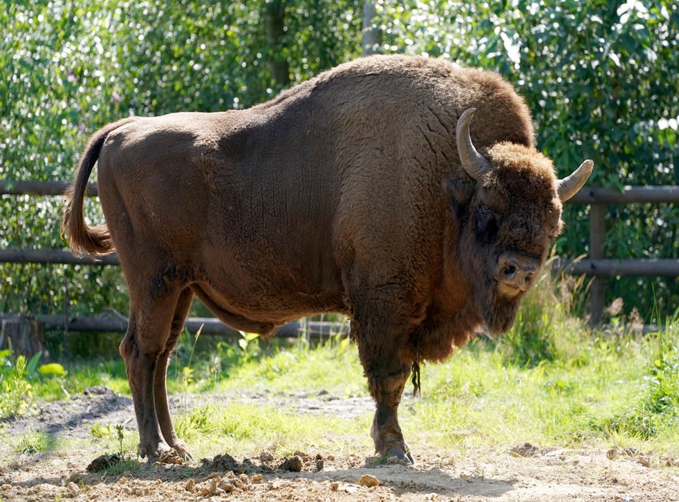 A bison at the Wildwood Trust near Canterbury in Kent (Gareth Fuller/PA)