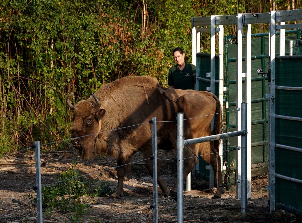 One of the bison leaves a corral as they are released into West Blean and Thornden Woods (Gareth Fuller/PA)