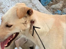 Armed gunmen kill 29 dogs and injure countless others in Qatar