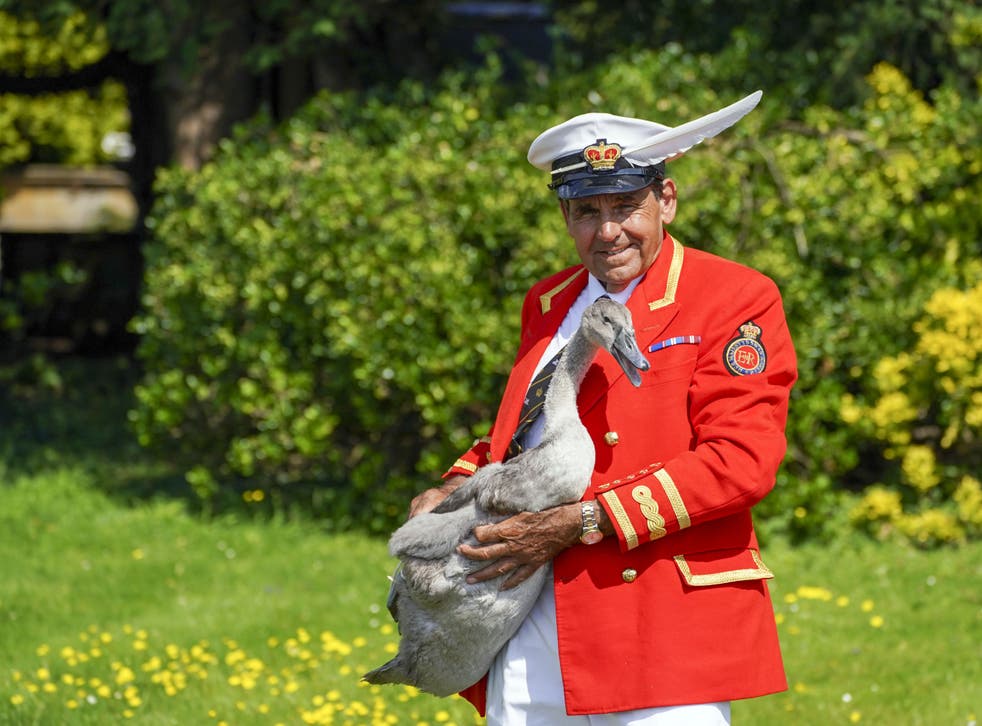 The Queen’s Swan Marker, David Barber, in his red blazer at last year’s Swan Upping (史蒂夫帕森斯/ PA)