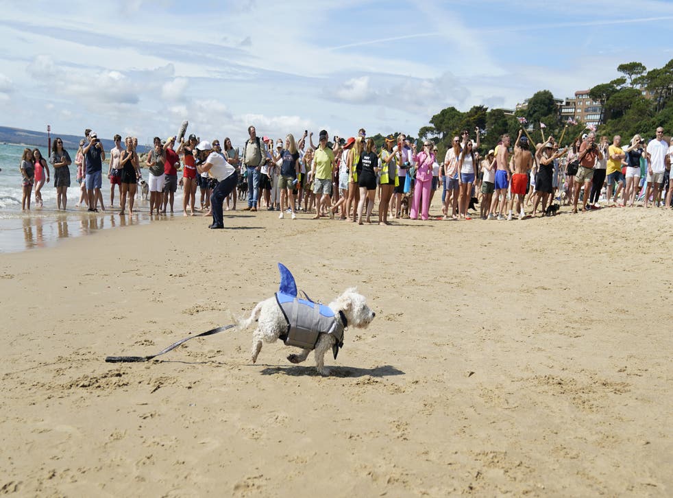 A loose dog runs up to the finish line during the Dog Masters 2022 UK Dog Surfing Championships (Andrew Matthews/PA)