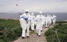 Bird flu outbreak devastates Farne Islands in ‘unprecedented wildlife tragedy’ 