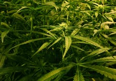 Cannabis factory found – in former police station