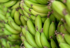 Starchy green bananas ‘prevent cancers’ in people with hereditary risk – study