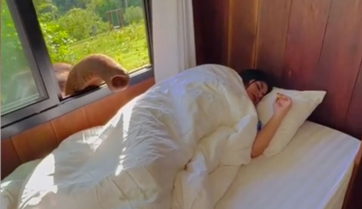 Adorable video shows moment elephant wakes woman sleeping in Thailand hotel