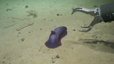 多于 30 potential new species discovered living at the bottom of the sea