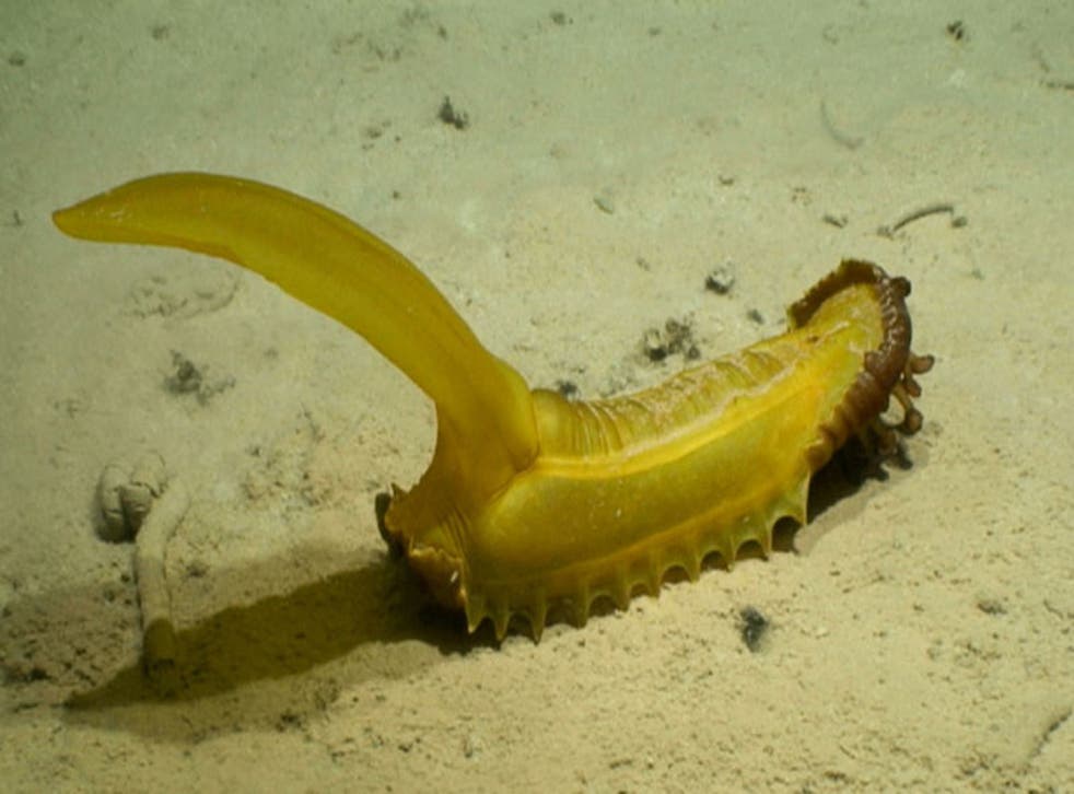Psychropotes longicauda at 5100 metres depth (DeepCCZ expedition/Gordon & Betty Moore Foundation/NOAA)