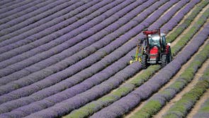 Lavender is harvested at Lordington Lavender farm near Chichester, West Sussex