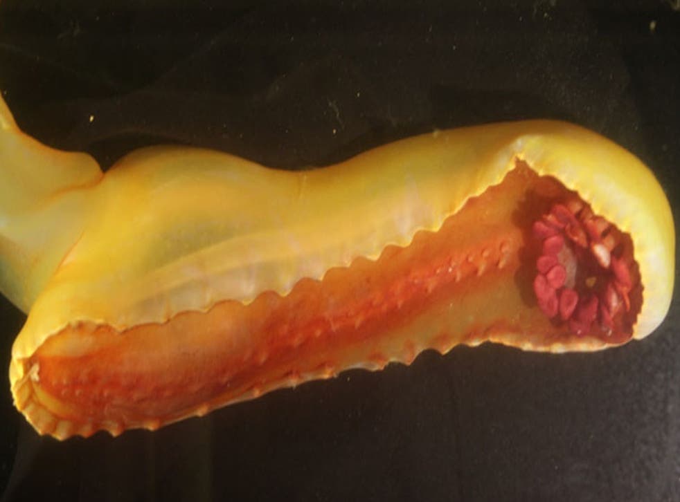 <p>The underside of the ‘gummy squirrel’ sea cucumber</p>
