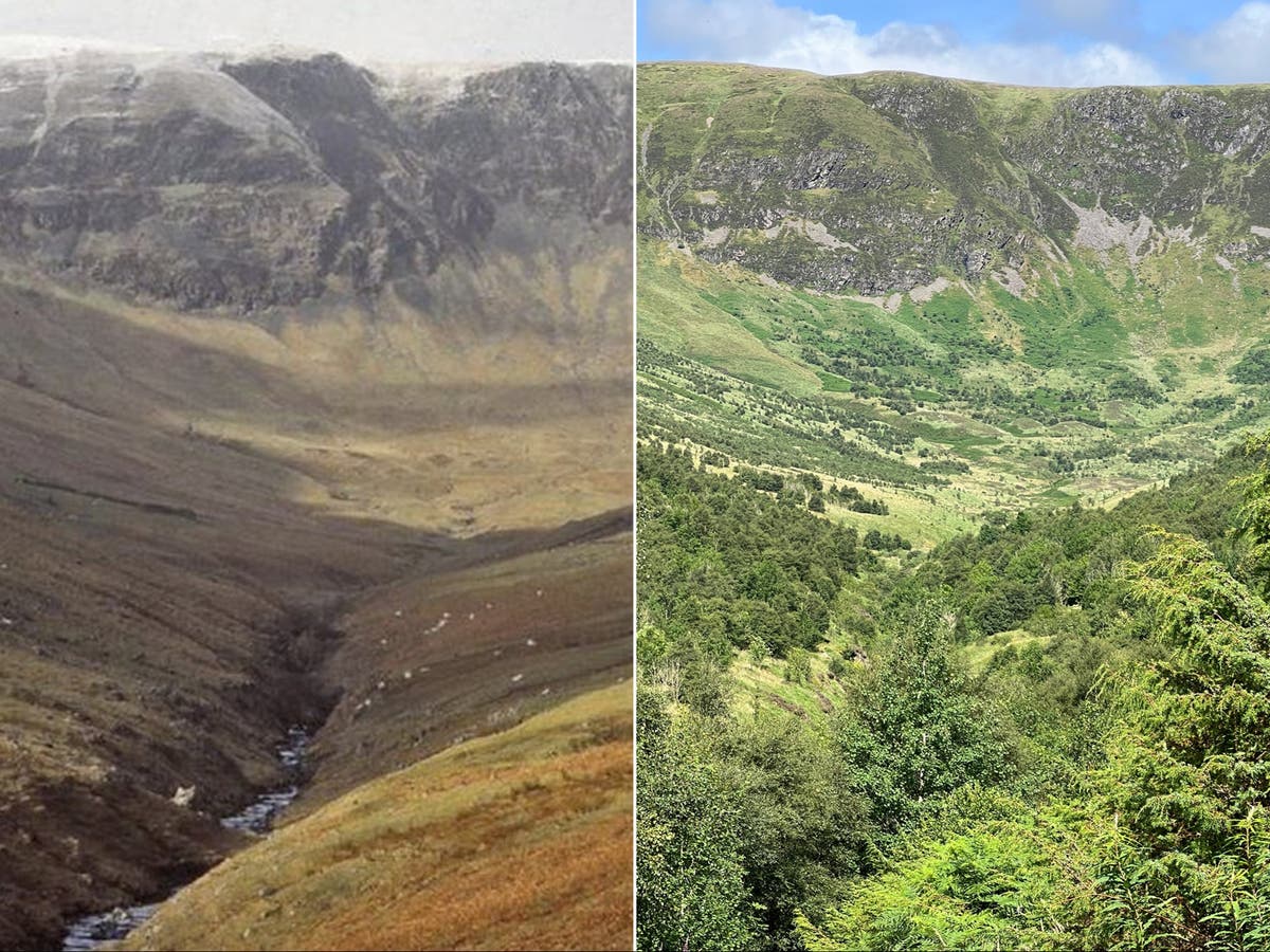 Rewilding: Before and after photos reveal stunning transformation of Scottish glen