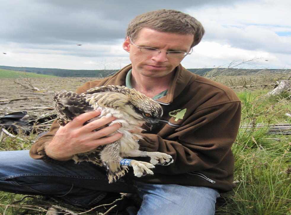 Forestry Commission ecologist Tom Dearnley holding one of pair of osprey chicks (PA)