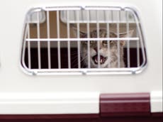 Air Canada transporte les chats de l'homme en Californie sans lui