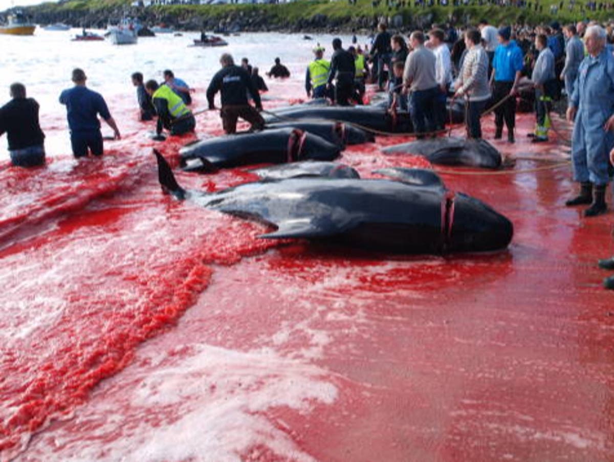 À propos de 100 dolphins slaughtered in new Faroe Islands hunt