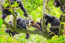 Sjimpansees produseer 'jagbas' om groeplede te koördineer - bestudeer