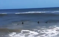 Sharks spotted in knee-deep water as swimmers run for safety