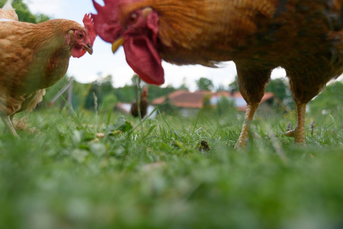 Morrisons launches 'planet friendly' eggs from hens fed on insects