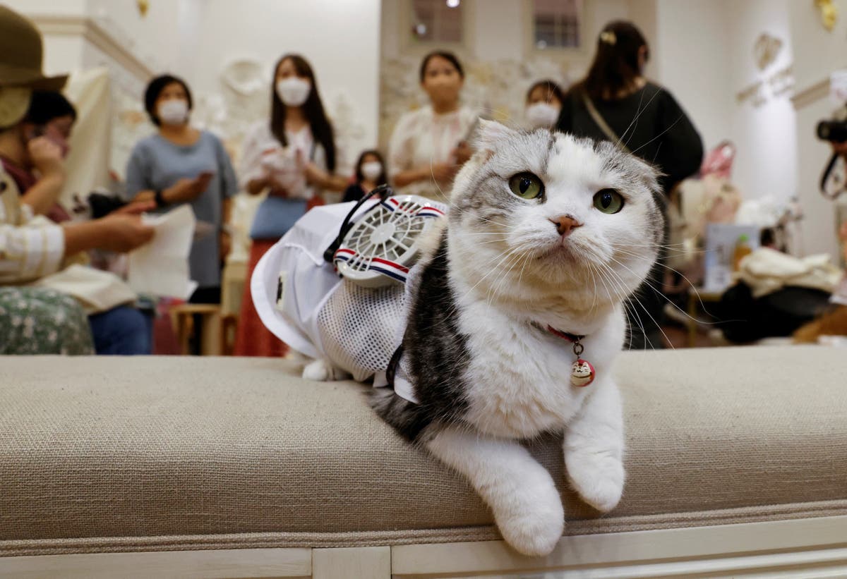 Japansk klesselskap oppfinner bærbare vifter for hunder og katter for å slå hetebølgen