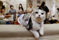 日本の衣料品会社が熱波に打ち勝つために犬と猫用のウェアラブルファンを発明